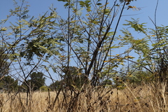 Tipuana tipu