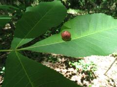 Phylloxera caryaeglobuli