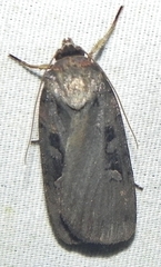 Pseudohermonassa bicarnea