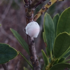 Ceroplastes
