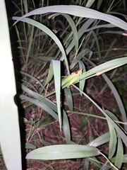 Hexacentrus unicolor