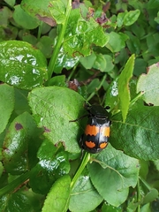 Nicrophorus vespilloides