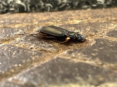 Harpalus pensylvanicus