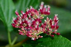 Viburnum urceolatum