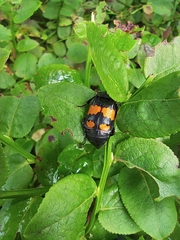 Nicrophorus vespilloides