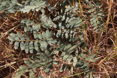 Tipuana tipu
