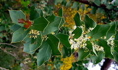 Hakea prostrata