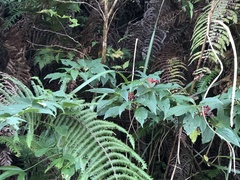 Viburnum urceolatum