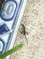 Anolis sagrei