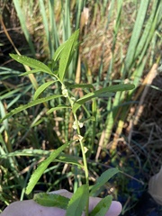 Proserpinaca palustris