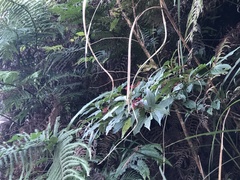 Viburnum urceolatum