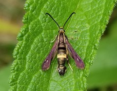 Carmenta pyralidiformis