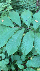 Asimina triloba