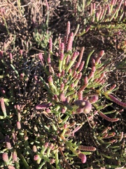 Salicornia pacifica
