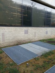 Setophaga caerulescens