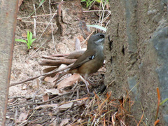 Sericornis frontalis