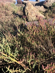 Salicornia pacifica