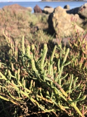 Salicornia pacifica