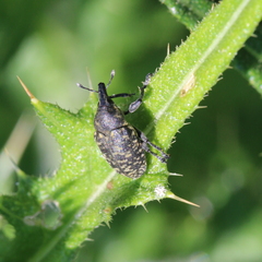 Larinus turbinatus
