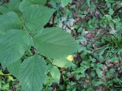 Celtis occidentalis
