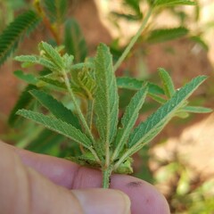 Croton glandulosus