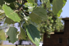 Populus tremula