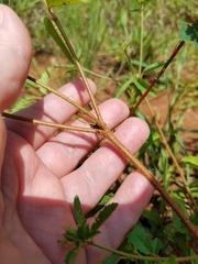 Croton glandulosus