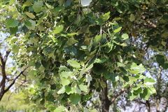 Populus tremula