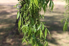 Salix babylonica