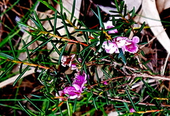 Hypocalymma robustum