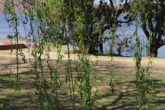 Salix babylonica