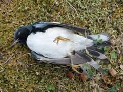 Setophaga caerulescens