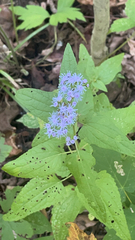 Conoclinium coelestinum