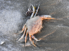 Metacarcinus magister