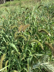 Setaria italica