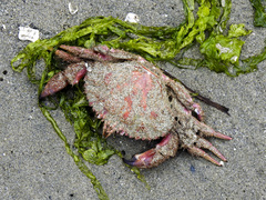 Romaleon antennarium