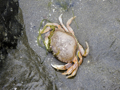 Metacarcinus magister