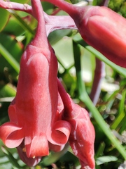 Cotyledon orbiculata