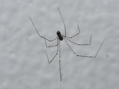 Crossopriza lyoni