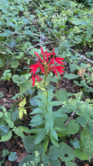 Lobelia cardinalis