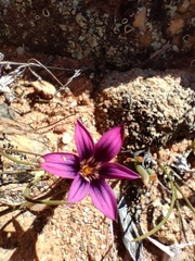 Romulea kamisensis