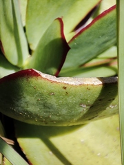 Cotyledon orbiculata