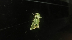 Diphtherocome pulchra