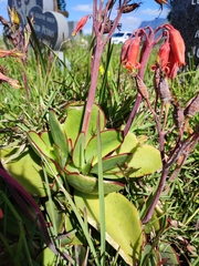 Cotyledon orbiculata