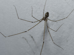 Crossopriza lyoni