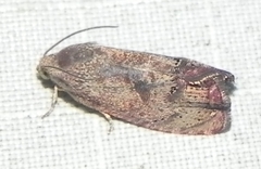 Cydia latiferreana