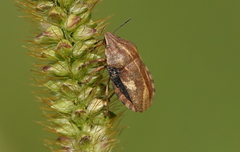 Eurygaster testudinaria