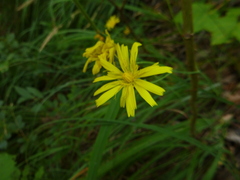 Hieracium porrifolium