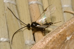 Microgastrinae