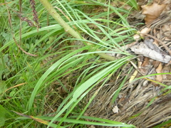 Hieracium porrifolium
